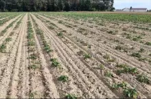 Truskawka, 3 miesiące po sadzeniu, po lewej korzenie były moczone w SPHERA i TRIASH 3+3 l/ha + Carbogen