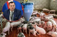 Co z dopłatami do świń? KE mówi „nie”, ale ministerstwo zapowiada pomoc