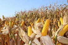 NGT, rośliny NGT, uprawa roślin, kukurydza