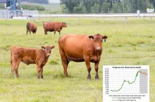 Ceny bydła w 2026 r. i 2027 r.