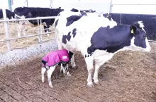 krowa z cielęciem ubranym w pled ogrzewający na porodówce