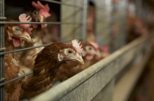Kury w chowie klatkowym
