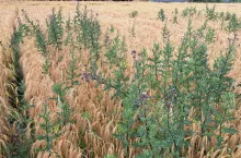 ostrożeń w jęczmieniu