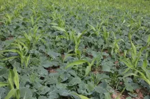 sorgo chwasty