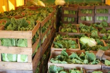 Polska kapusta pekińska w skrzynkach. Wyróżnia ją dobre wybarwienie i wysoka jakość