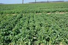 Rzepak w okresie wiosennym ma skłonność do szybkiego wzrostu wydłużeniowego, fot. A. Kozera