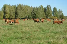 Bydło mięsne rasy limousine na pastwisku