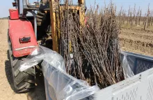 Posadzili drzewka, a pod osłoną nocy sad został okradziony