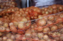 cebula, rynek cebuli