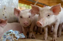 System przemieszczania świń