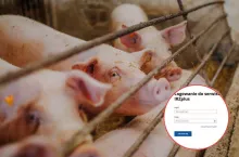 Przemieszczanie świń w IRZplus