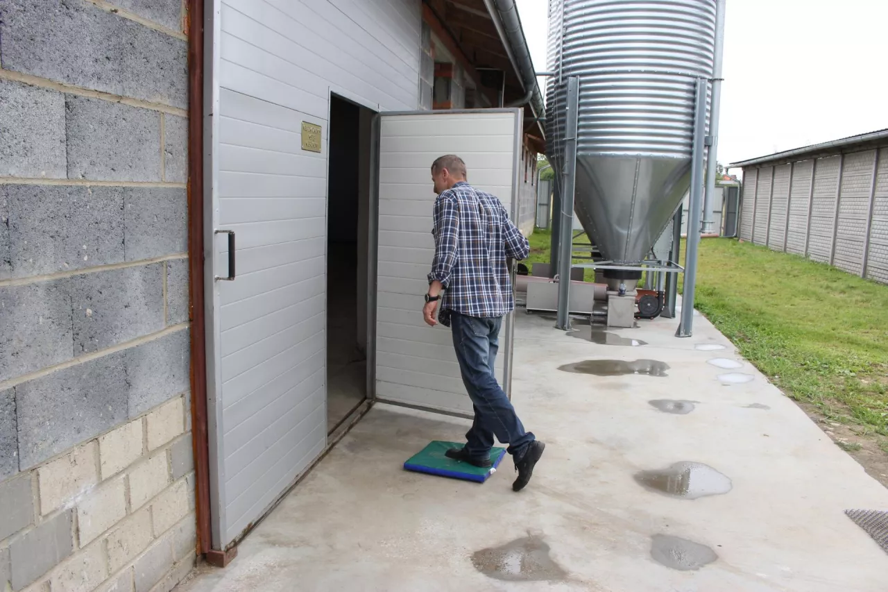 mata bioasekuracja wejście do chlewni