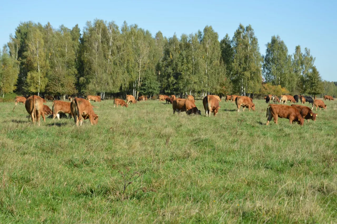 Bydło mięsne rasy limousine na pastwisku