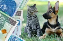 kary za brak rejestracji kota lub psa