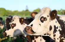 Czarno-białe krowy stojące na pastwisku.