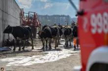W pożarze zginęło część krów, inne udało się uratować.