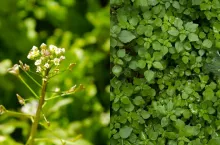 Tasznik i gwiazdnica w rzepaku