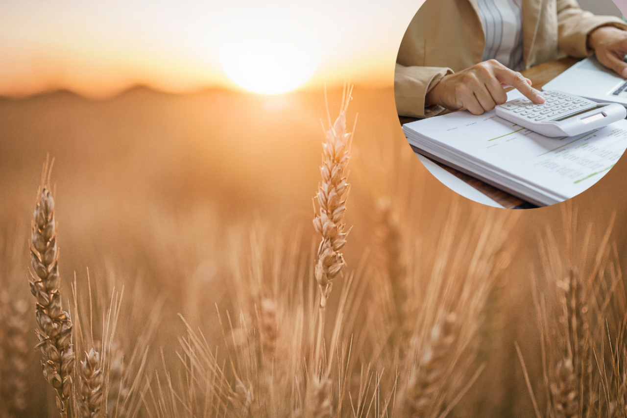 pole, postać siedząca nad kalkulatorem, kartką 