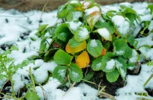 Zimna pogoda może storpedować sezon truskawkowy na Florydzie