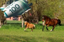 konie, banknoty u góry u lewej