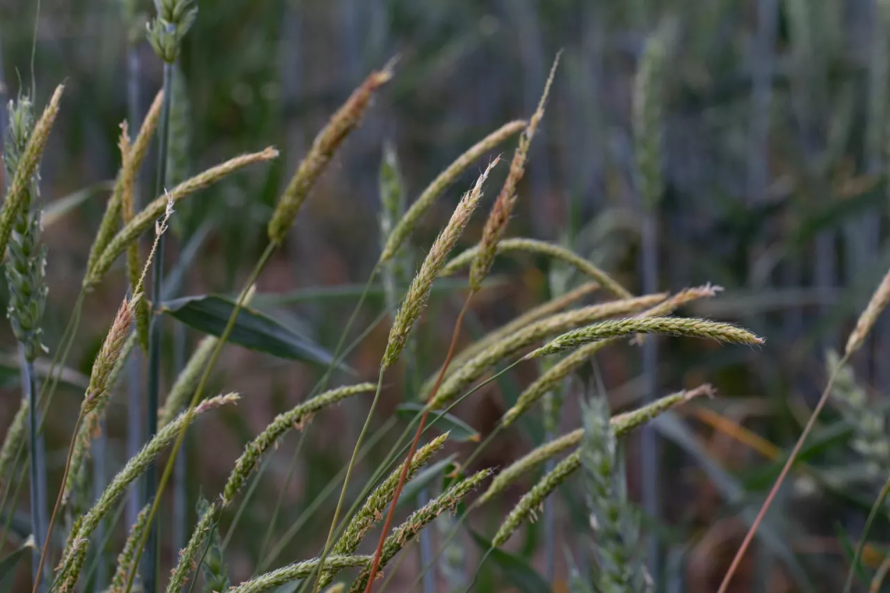 Wyczyniec polny - wiechu kłosokształtne w pszenicy