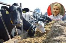 Ceny mleka: różnice sięgają nawet 2 zł/l. Rolnicy chcą wyjaśnień
