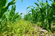 kukurydza i chwastnica jednostronna