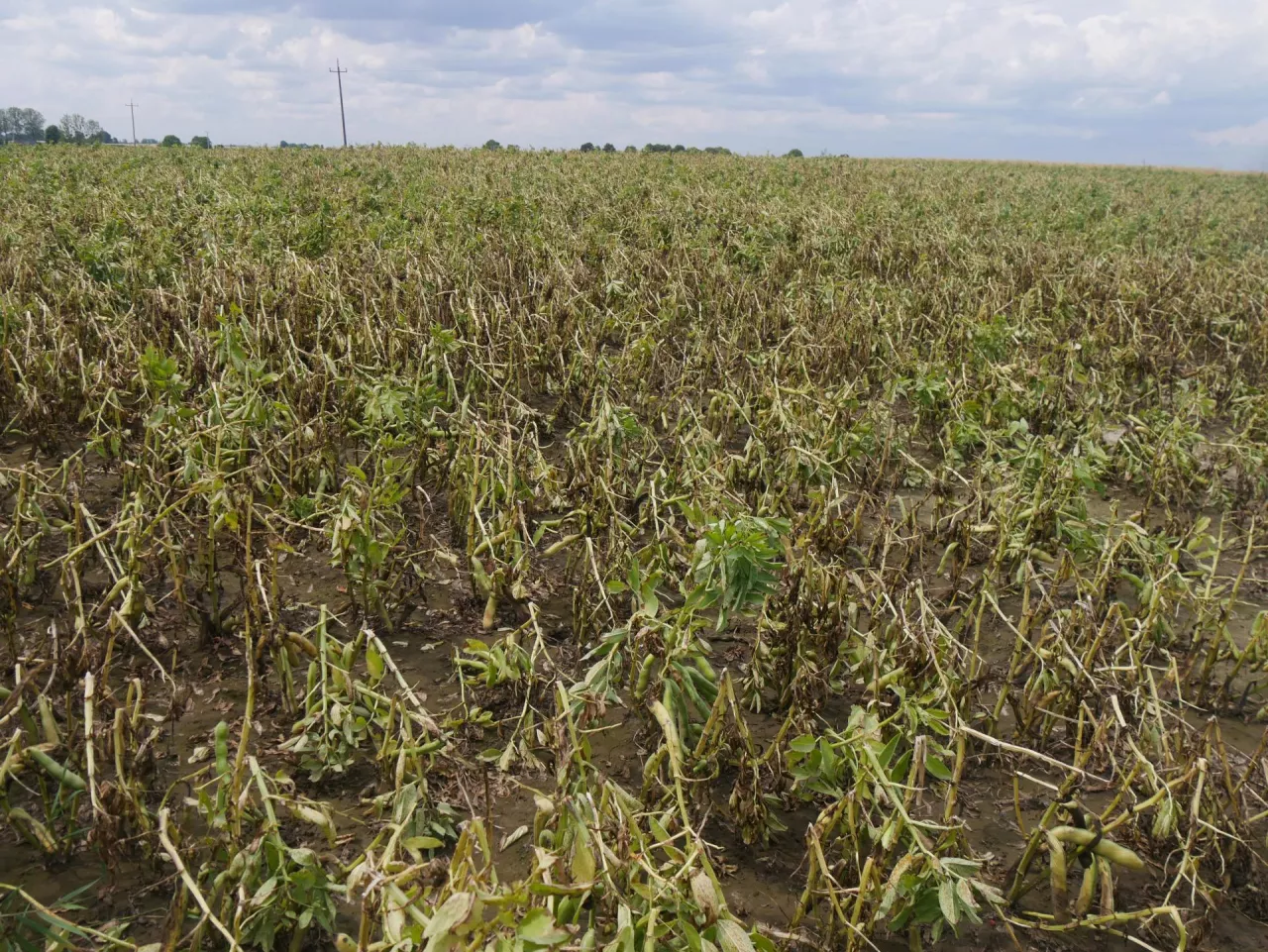 Gradobicie na Lubelszczyźnie