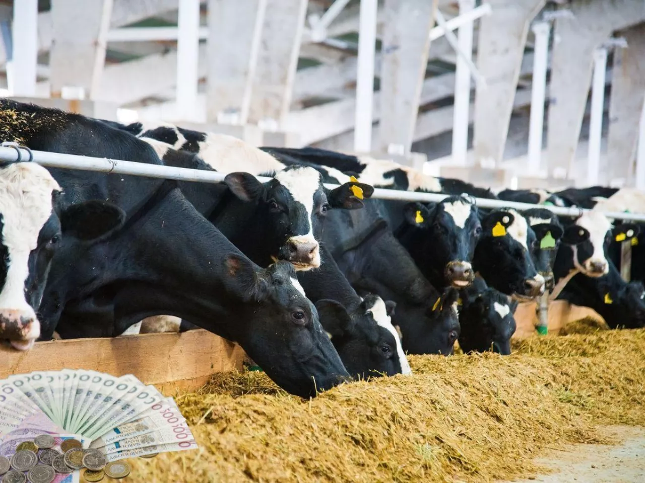15 tys. zł za prąd. Rolnicy nie dowierzają