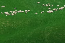 Nocą stracił zwierzęta, nie dostał ani grosza. ”Zabrakło mi stada” 