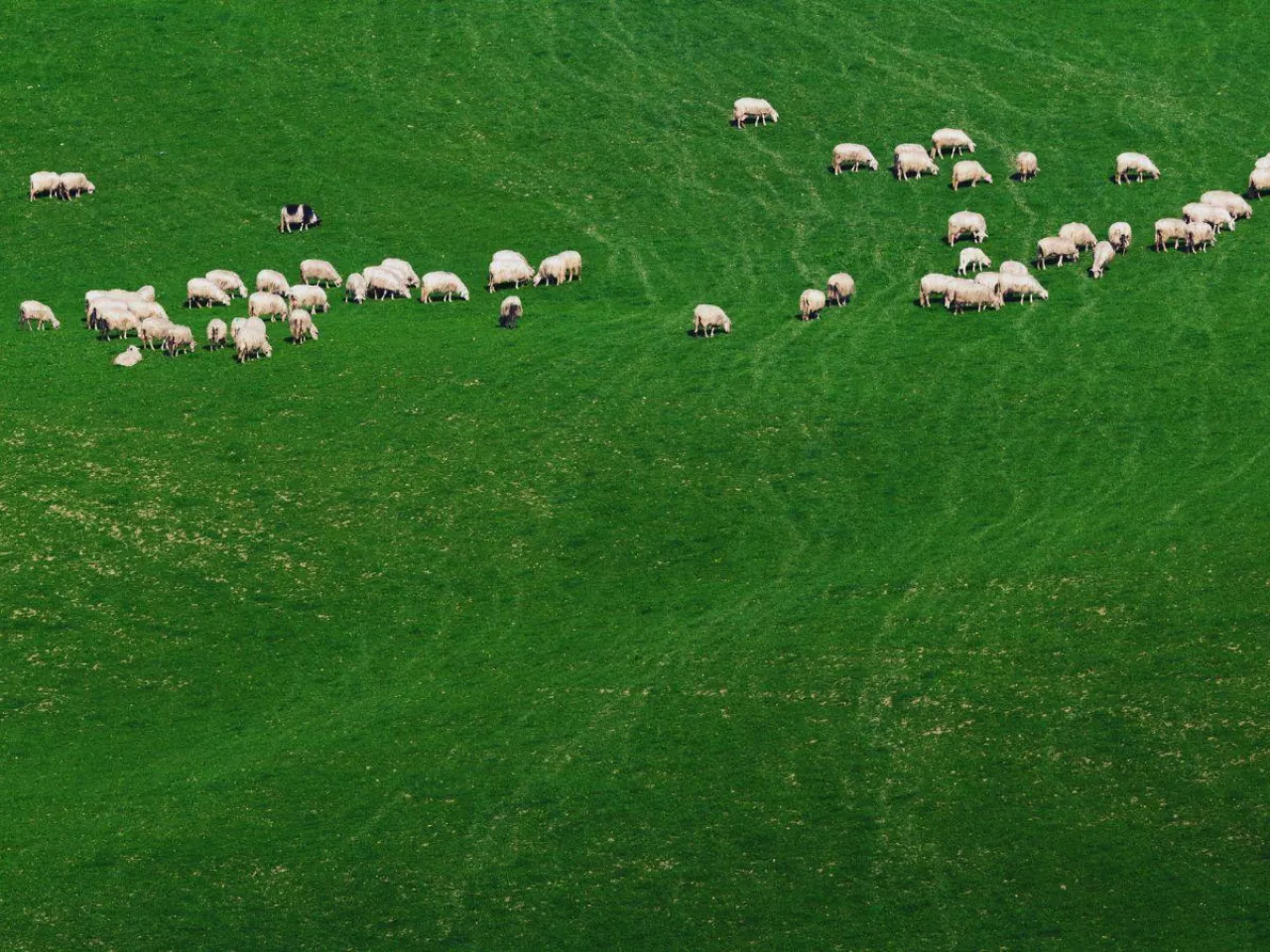 Nocą stracił zwierzęta, nie dostał ani grosza. ”Zabrakło mi stada” 