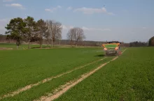 Nawożenie zbóż ozimych wiosną
