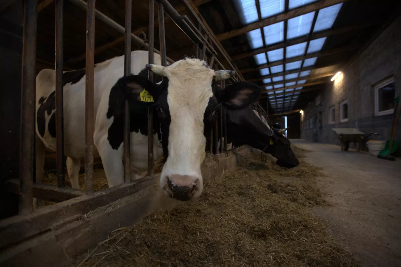 Czy można przekazać zwierzęta w gospodarstwie rolnym bez podatku VAT – zwłaszcza najbliższej rodzinie? To pytanie zadaje sobie wielu rolników korzystających z unijnych dotacji i będących na VAT. 