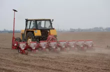 Siew kukurydzy w chłodnych warunkach