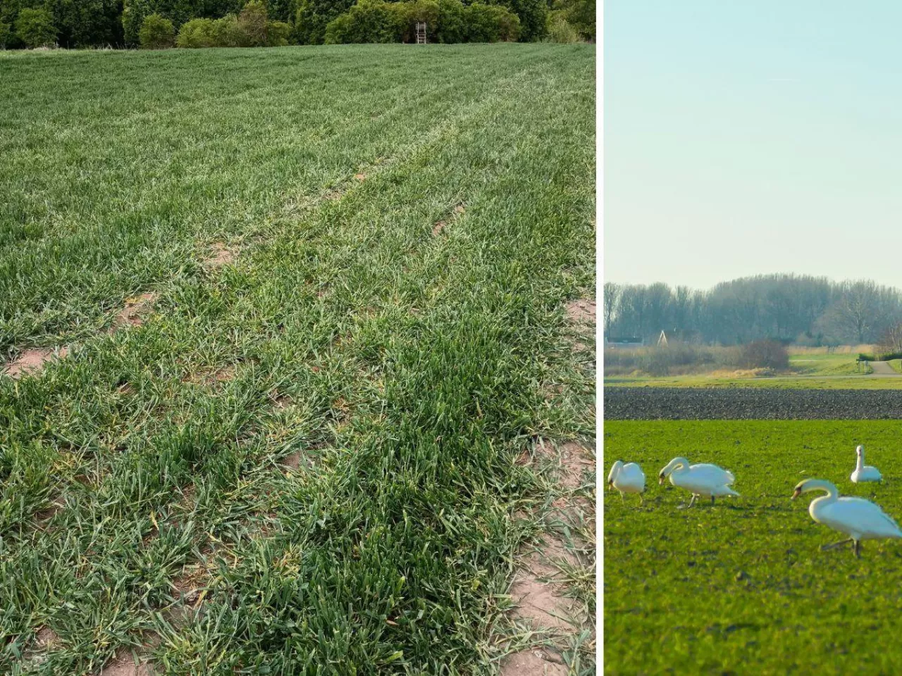 Ptaki wyżerają rolnikom zboże