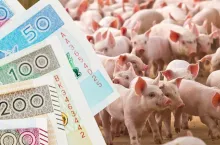 trzoda chlewna, po lewej banknoty polskie