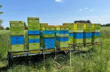 Fragment pasieki wędrownej - specjalistyczna przyczepa pszczelarska z ulami w trakcie gromadzenia miodu