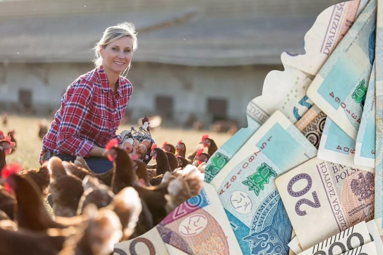 kobieta wśród drobiu, kur, po prawej banknoty polskie