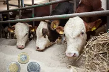 zwierzęta, bydło, dopłaty