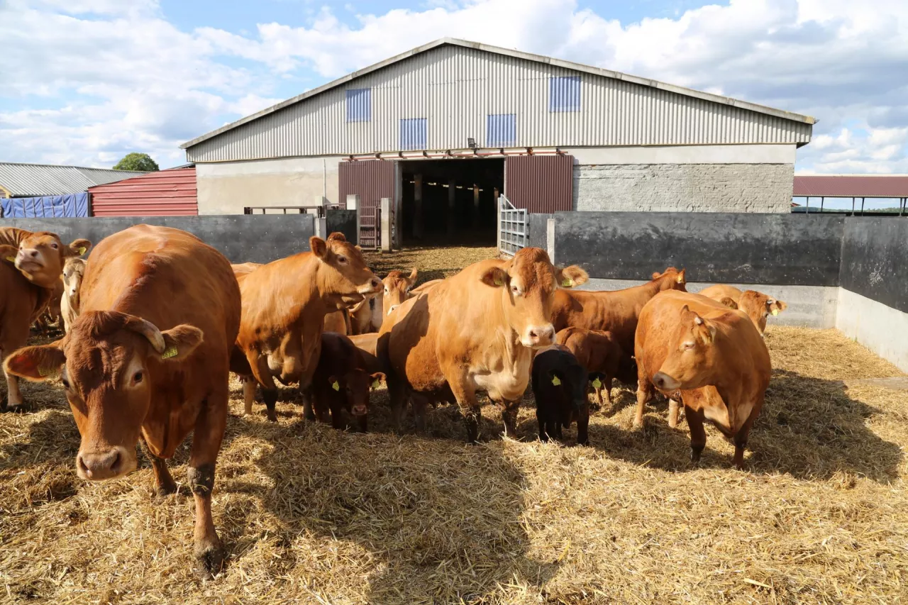 Jakie są ceny bydła? 