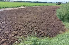 pomiot kurzy, cena pomiotu, tona pomiotu, kurzeniec