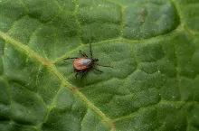 A macro shot of a bloodsucker tick standing on a leaf.