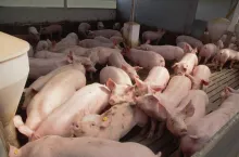 Tuczniki w chlewni rusztowej