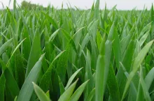 Zabiegi fungicydowe w terminie T2 mają za zadanie ograniczyć sprawców chorób liści, w tym najważniejszego liścia flagowego. W pszenicy najgroźniejsze w tym okresie są: septorioza paskowana liści, rdza brunatna i żółta oraz brunatna plamistość liści, w jęczmieniu: głównie plamistość siatkowa, rdza jęczmienia, rynchosporioza, a w pszenżycie: poza DTR te same choroby co w pszenicy, w życie: rynchosporioza zbóż, rdza brunatna żyta