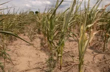 Fundusze wzajemnościowe. Na czym polega nowe wsparcie dla rolników?