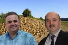 uprawa buraków, buraki cukrowe, opłacalność produkcji