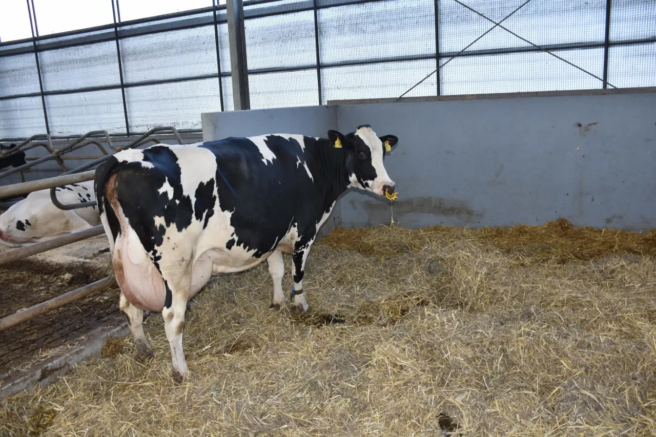 Porodówka na głębokiej ściółce