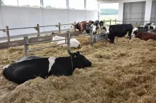 Krowy mleczne na głębokiej ściółce