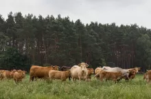 Sprzedaje swoją wołowinę bez pośredników. „Czasem sami nie mamy co zjeść”