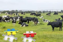 OOPR o dopłatach do krowy mlecznej dla Ukrainy